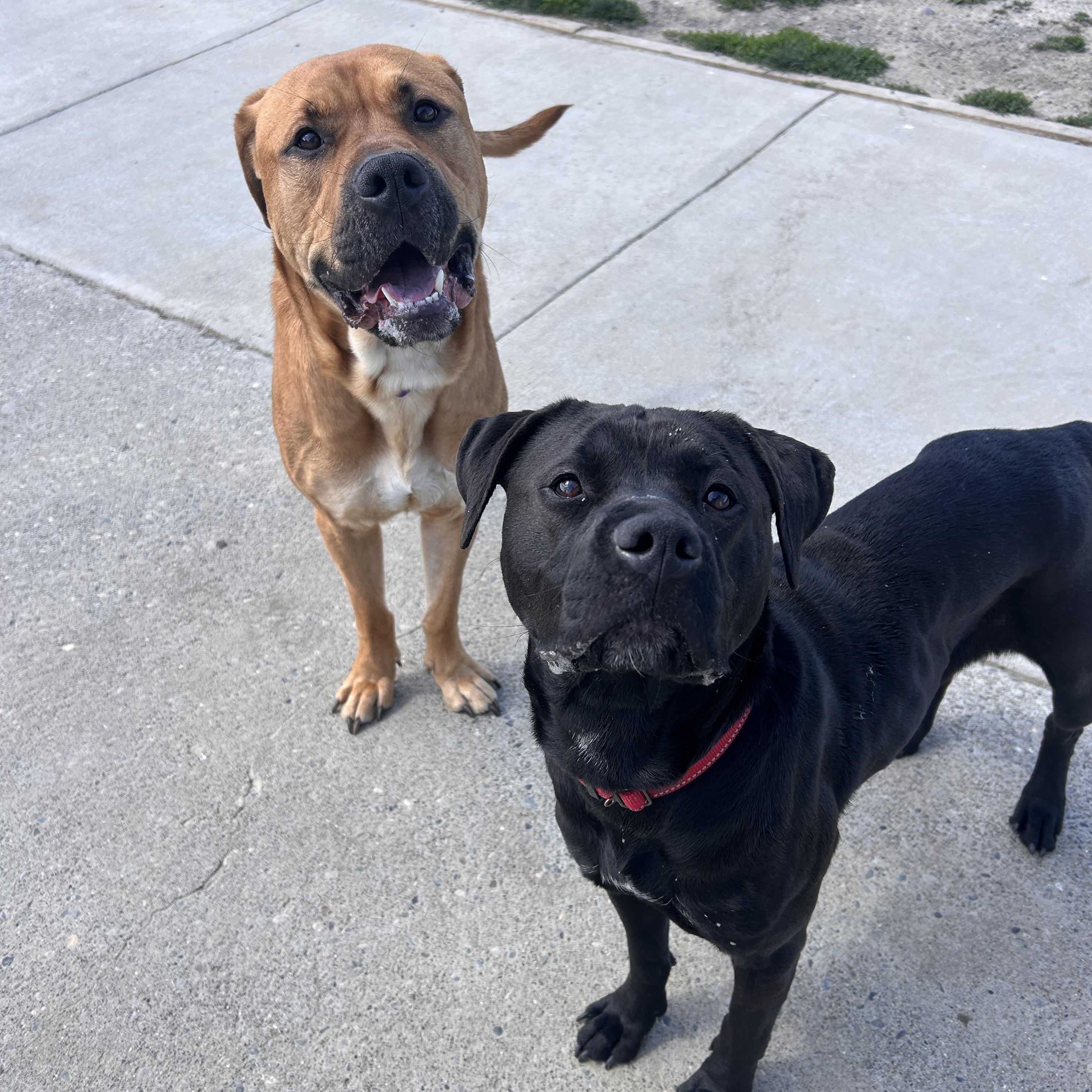 Dogs for Adoption Port Angeles: Find Your Furry Friend