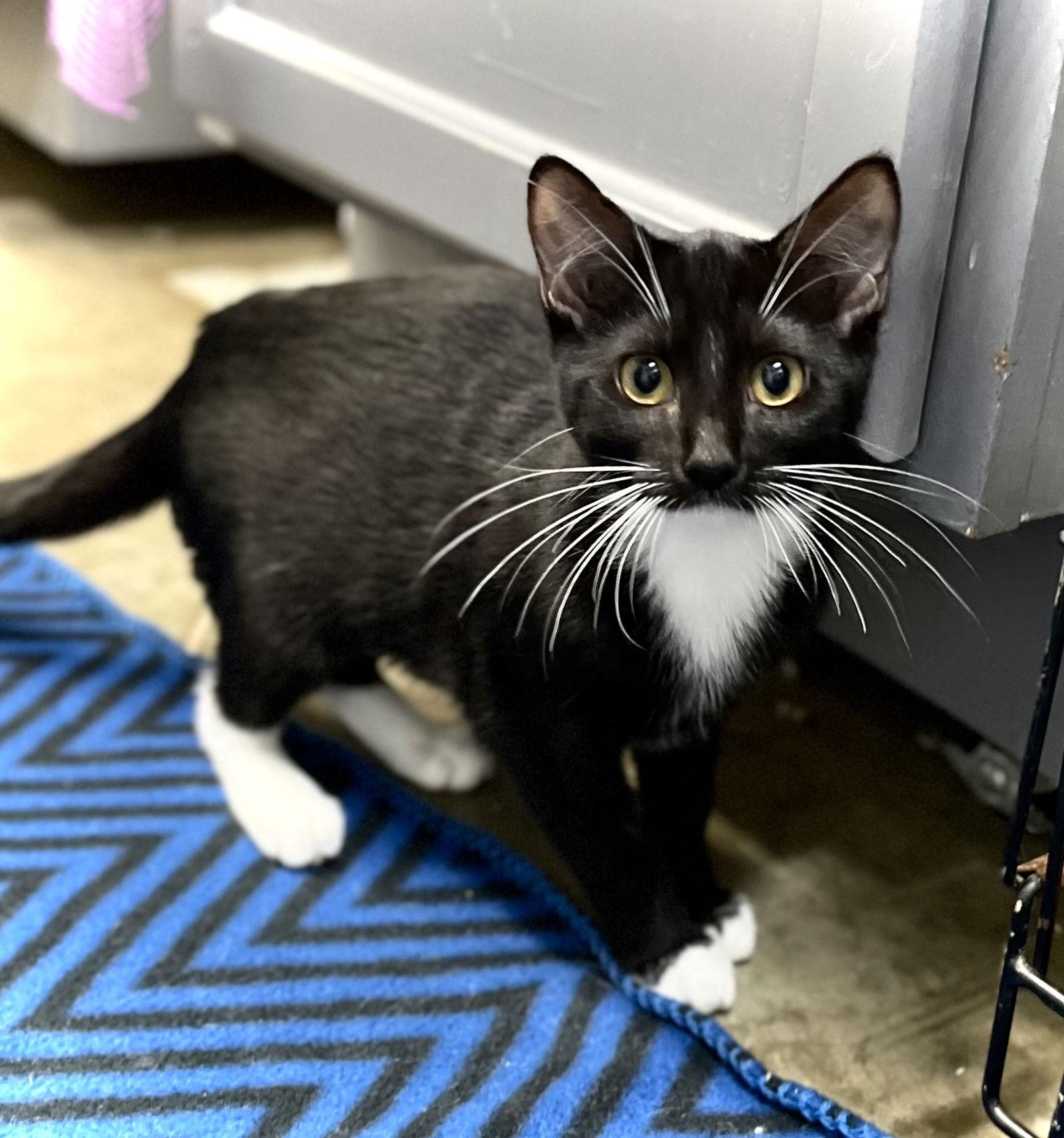 Luka — thumbnail 3