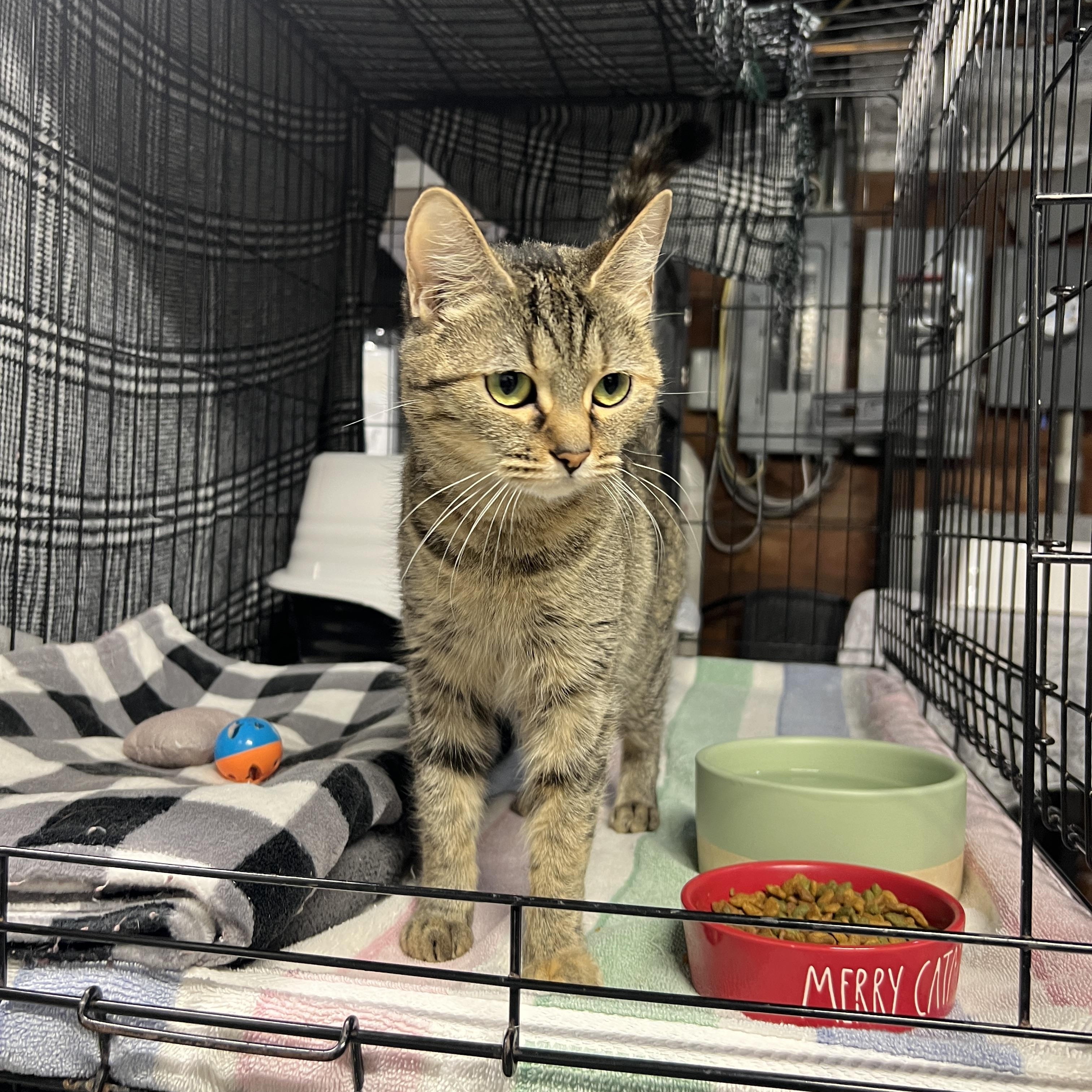 Enlarge Bianca, a Adoptable Tabby in Altoona, PA image 1/1