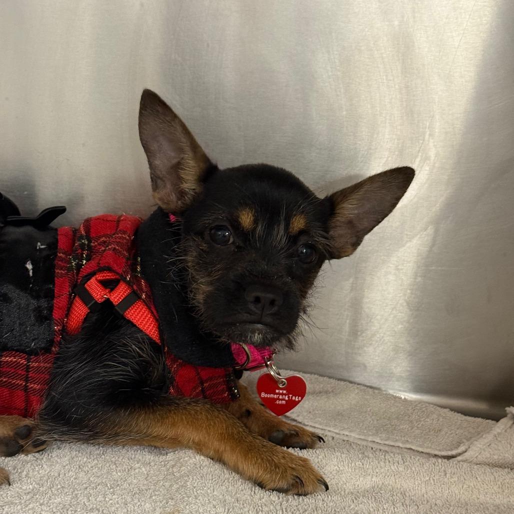 Christina A2246905, Adoptable, Puppy Female Terrier.