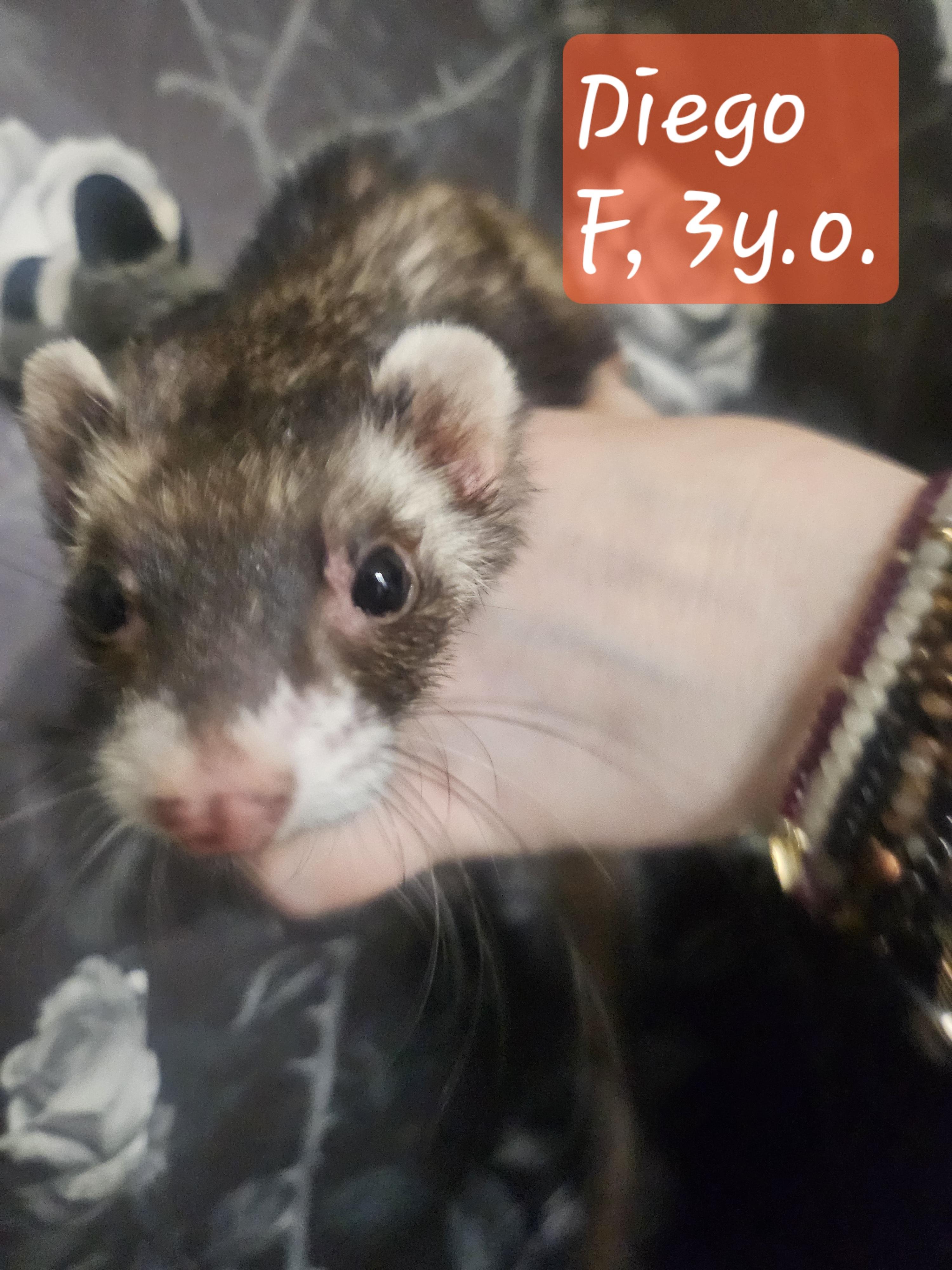 Diego, Adopted, Adult Female Ferret.
