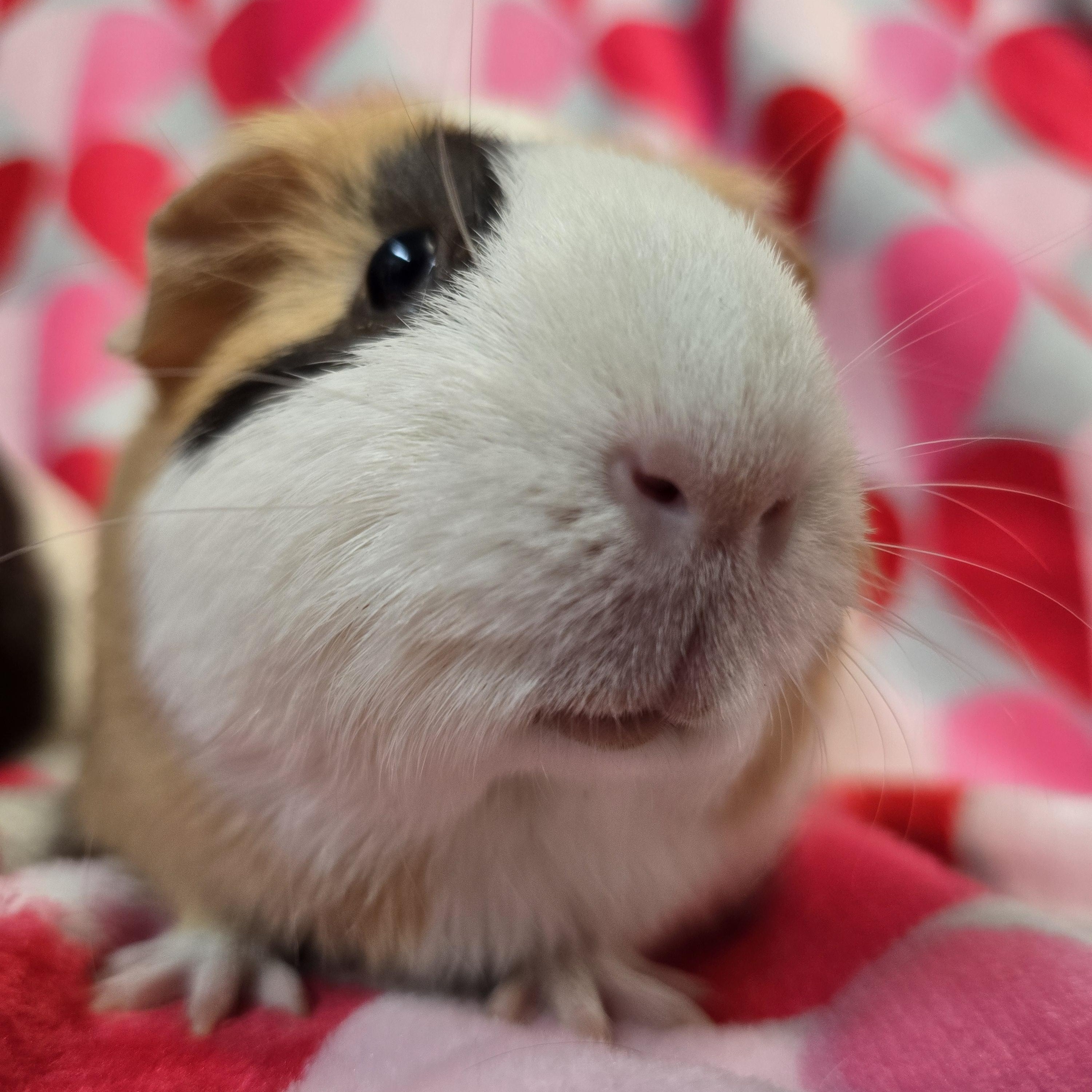 Spirit and Specter, an adopted Guinea Pig in Waukesha, WI image 2/4