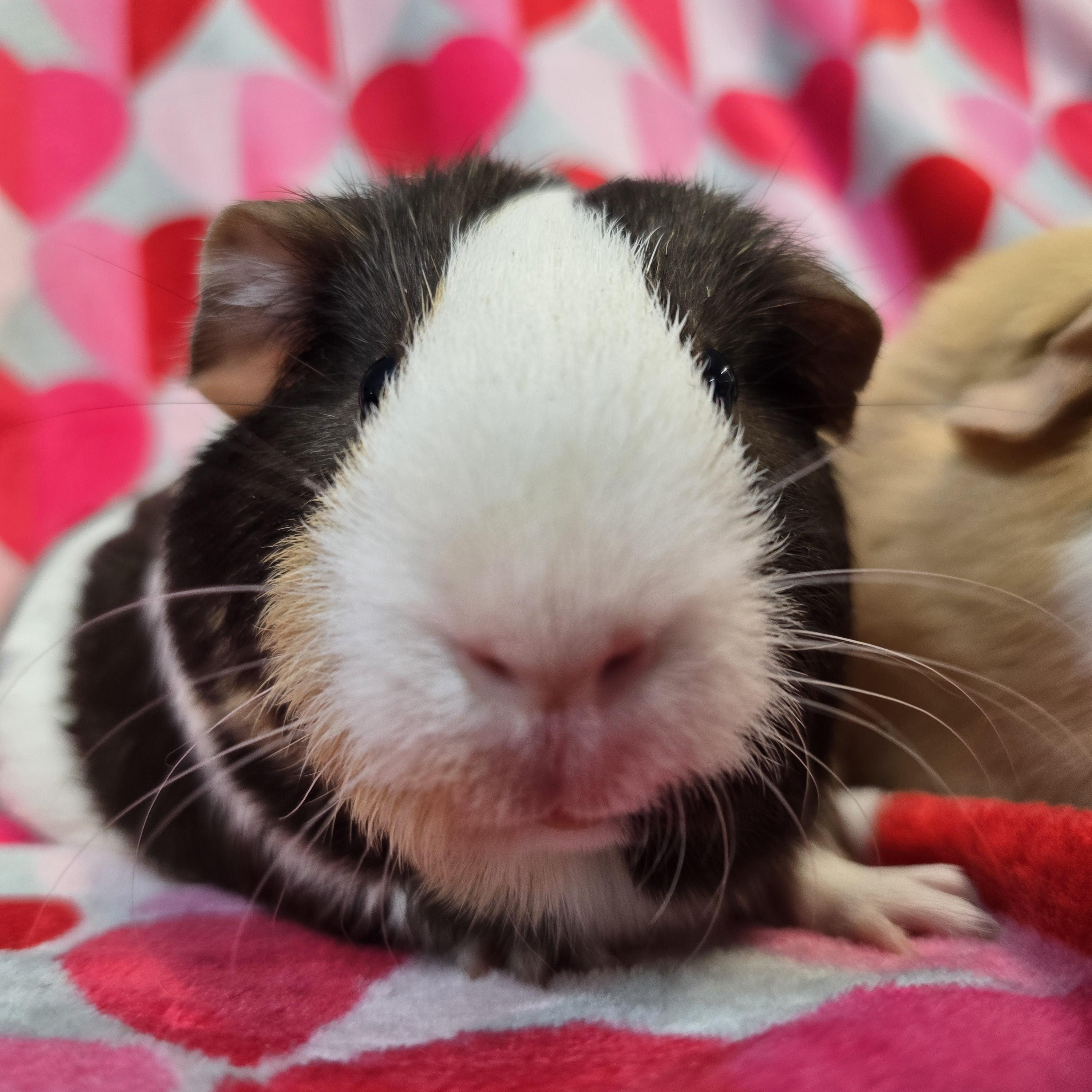 Spirit and Specter, an adopted Guinea Pig in Waukesha, WI image 3/4