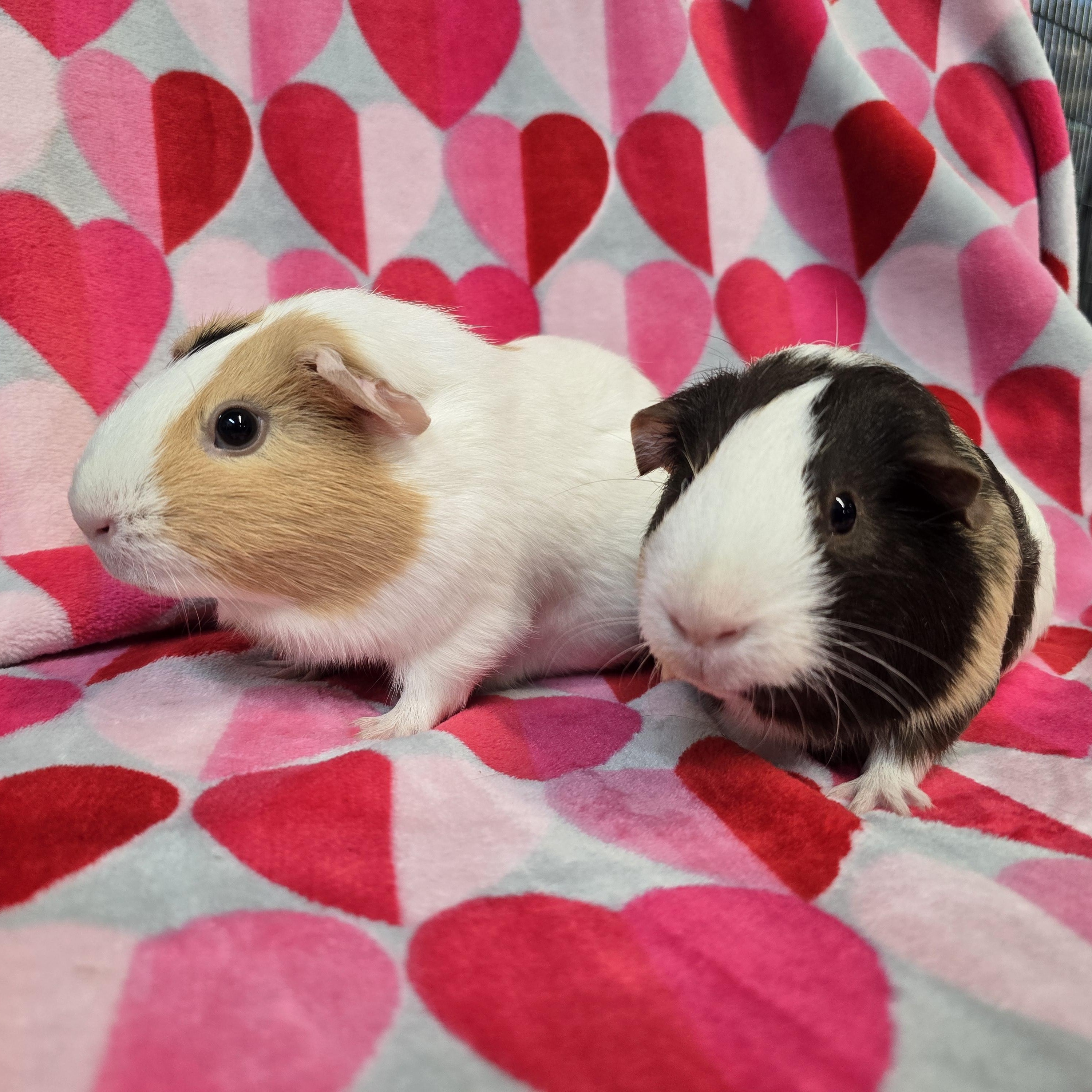 Spirit and Specter, an adopted Guinea Pig in Waukesha, WI image 4/4