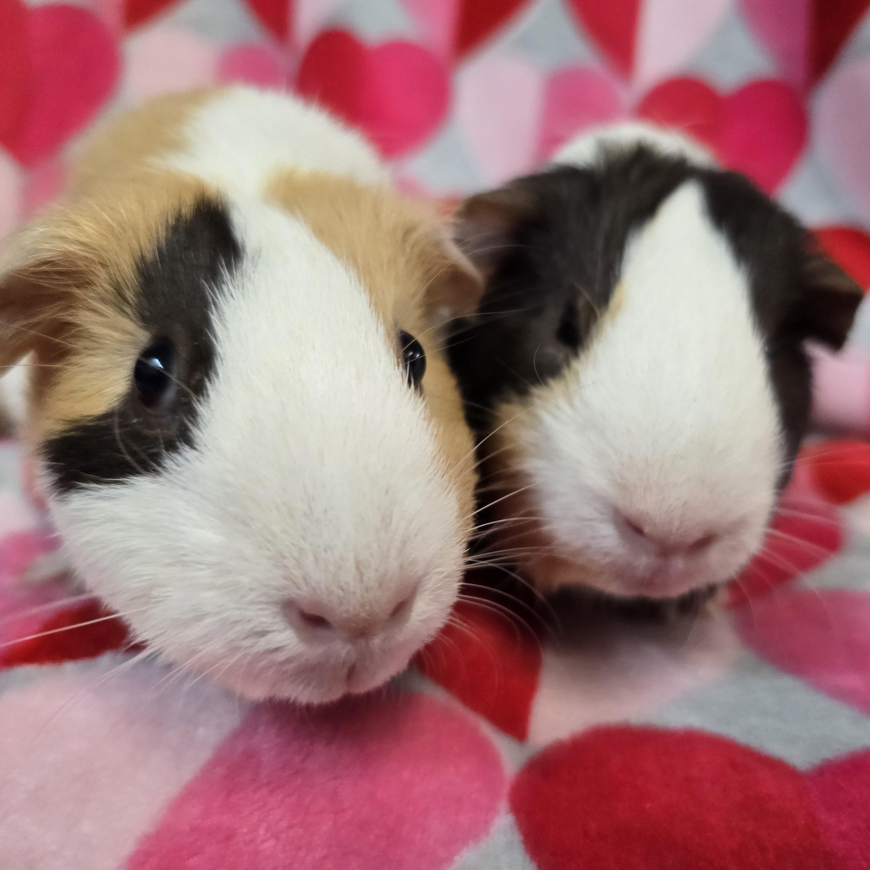 Spirit and Specter, adopted, Young Female Guinea Pig.