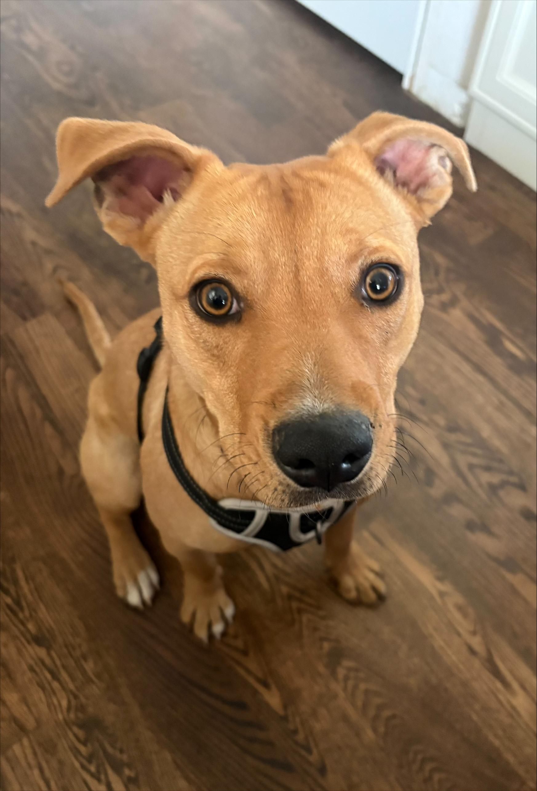 Skippy, ADOPTABLE, Young Male Labrador Retriever & Pit Bull Terrier.