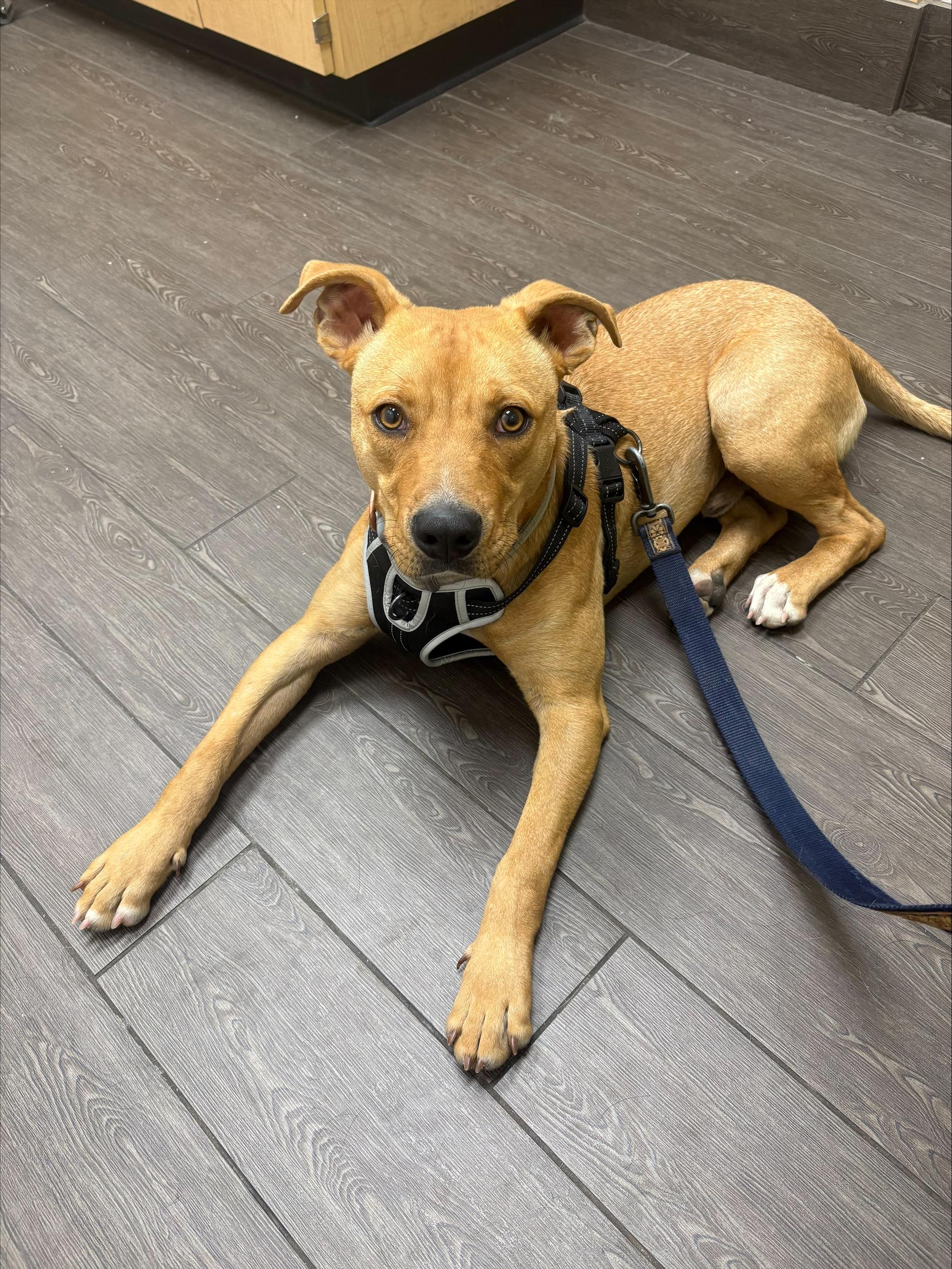 Enlarge Skippy, a ADOPTABLE mixed breed in Colorado Springs, CO image 2/3
