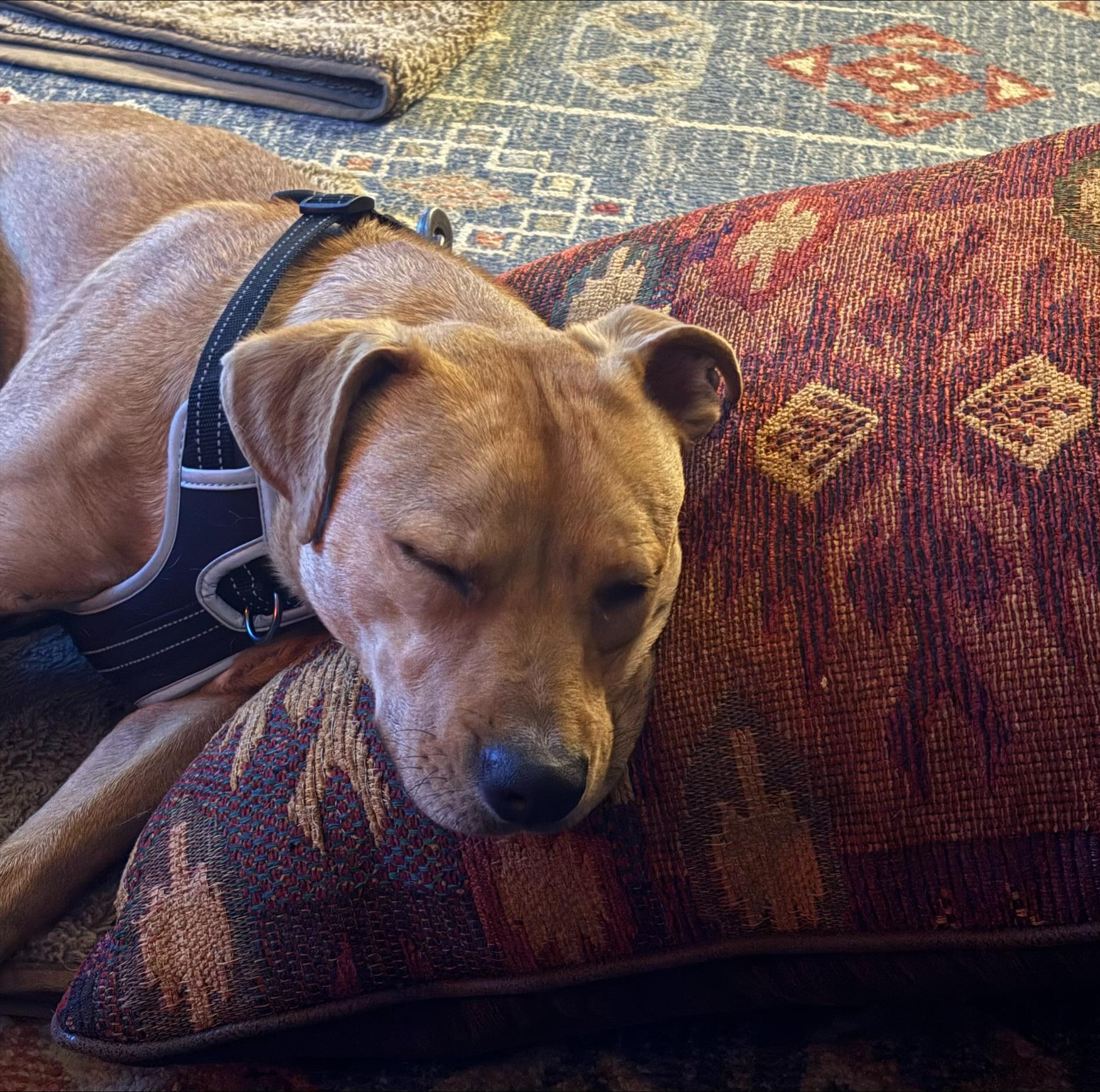 Enlarge Skippy, a ADOPTABLE mixed breed in Colorado Springs, CO image 3/3