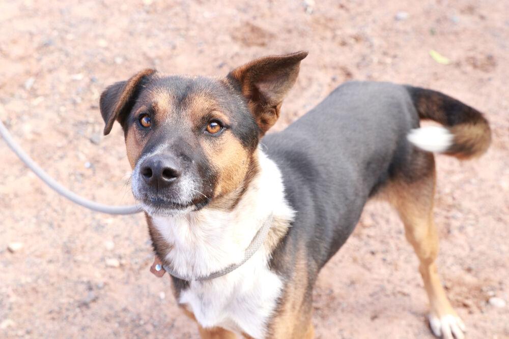 Bear, a Adoptable Mixed Breed in Page, AZ image 1/5