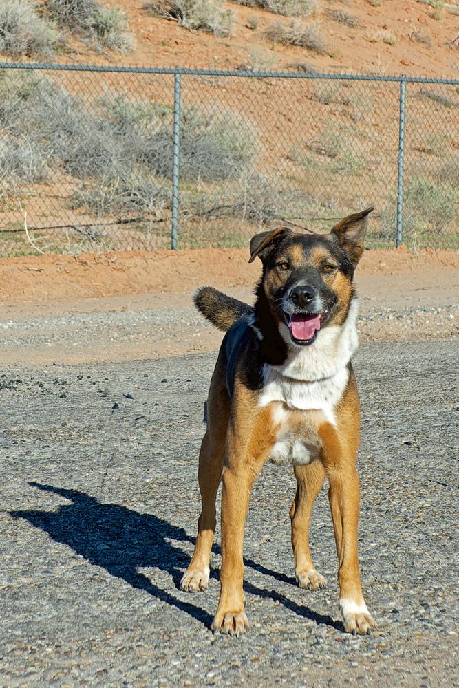 Bear, a Adoptable Mixed Breed in Page, AZ image 2/5