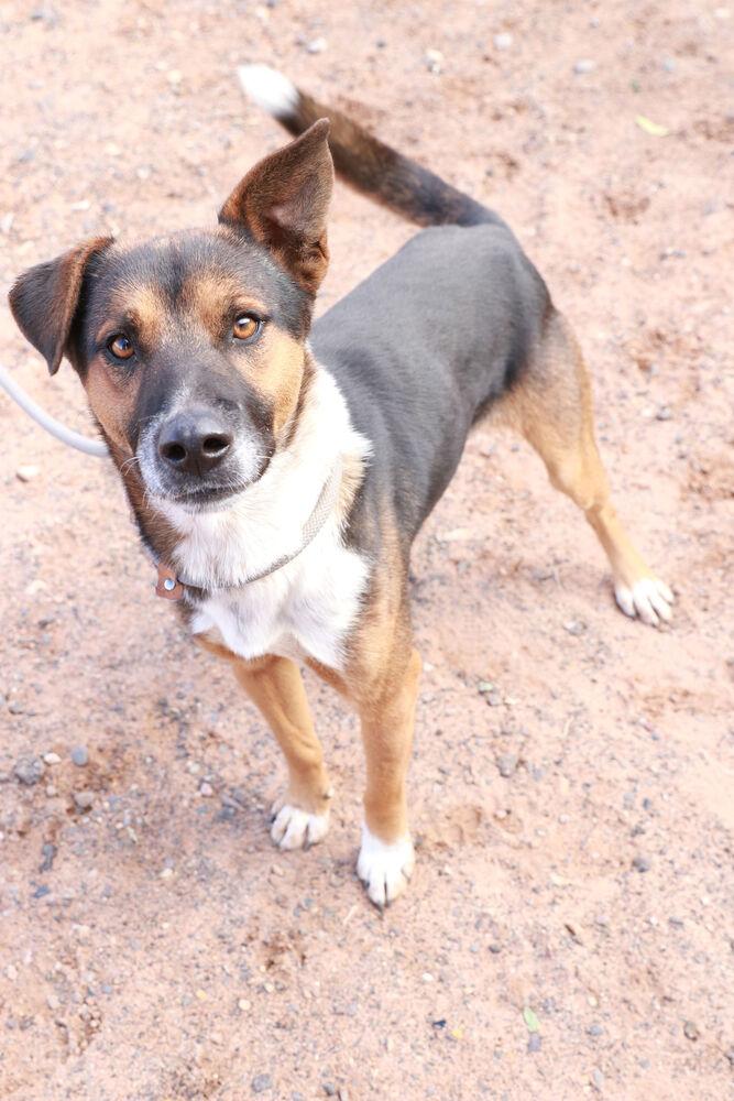 Bear, a Adoptable Mixed Breed in Page, AZ image 4/5