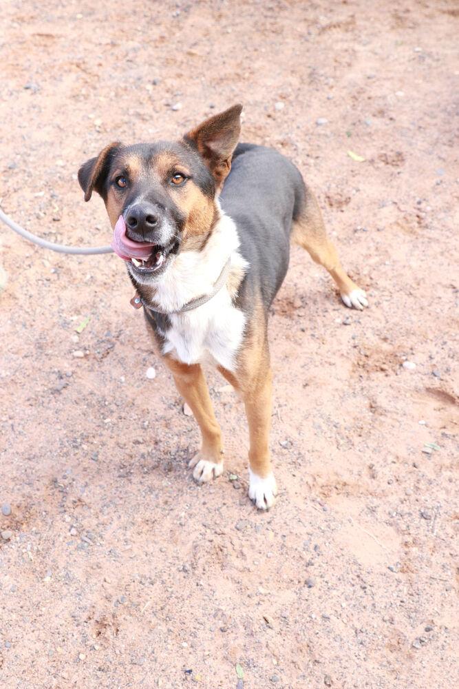 Bear, a Adoptable Mixed Breed in Page, AZ image 5/5