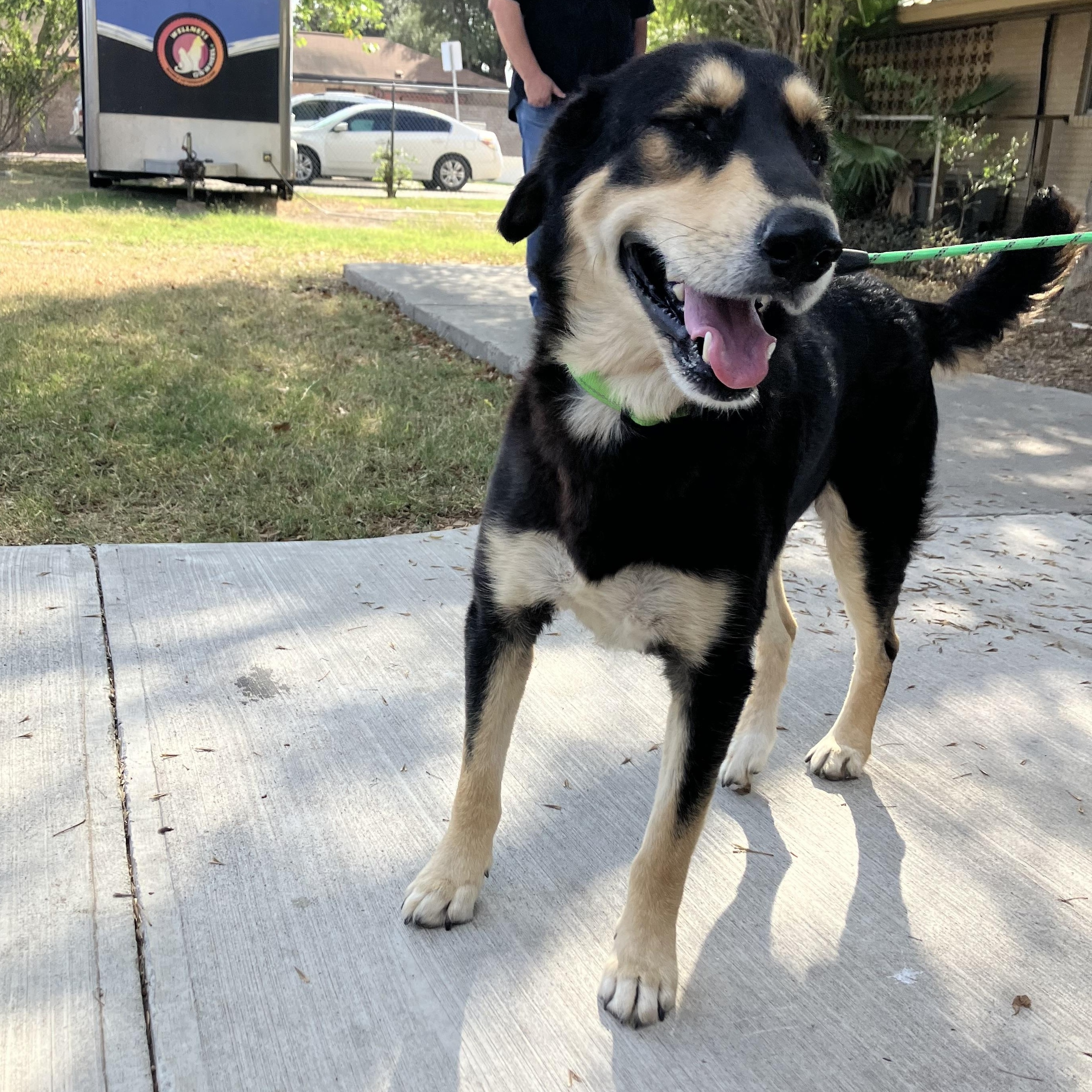 Spikey, an adoptable Australian Kelpie in Eau Claire, WI, 54703 | Photo Image 4