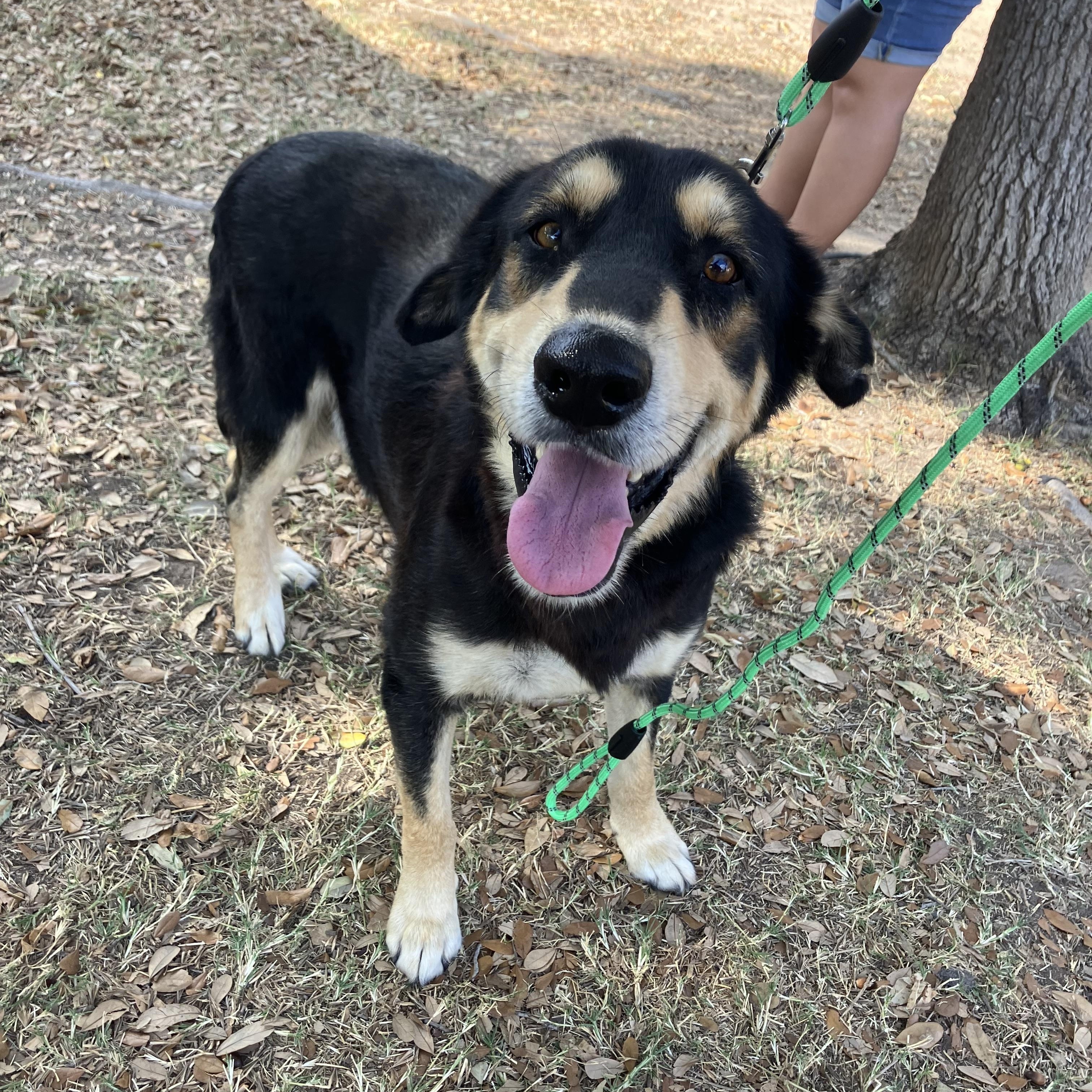 Spikey, an adoptable Australian Kelpie in Eau Claire, WI, 54703 | Photo Image 2
