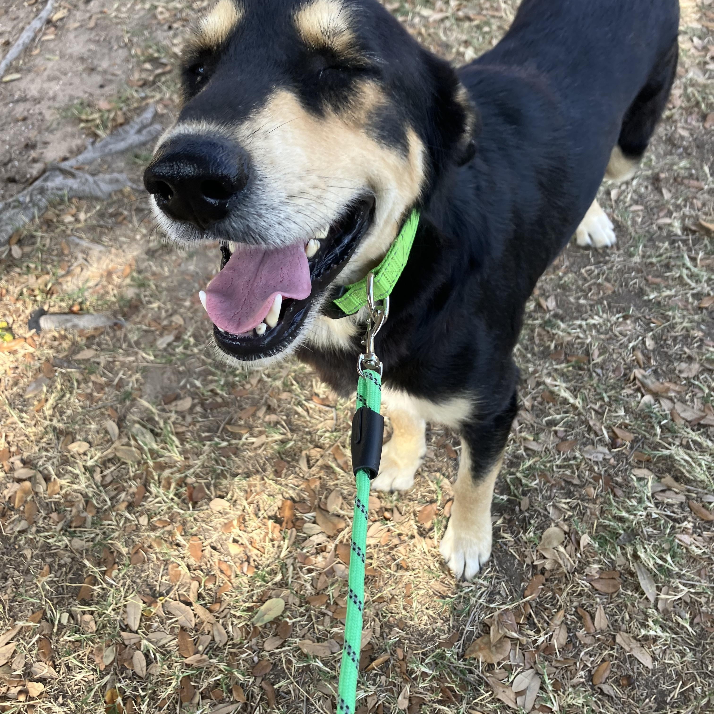 Spikey, an adoptable Australian Kelpie in Eau Claire, WI, 54703 | Photo Image 5