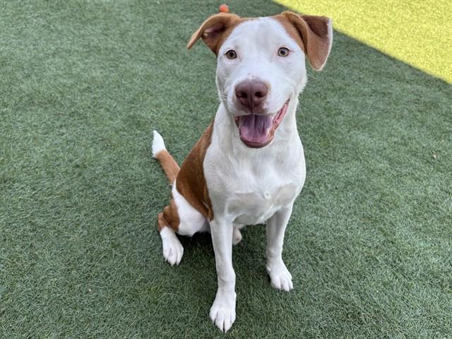 MELVIN, Adoptable, Young Male Pit Bull Terrier & Mixed Breed.