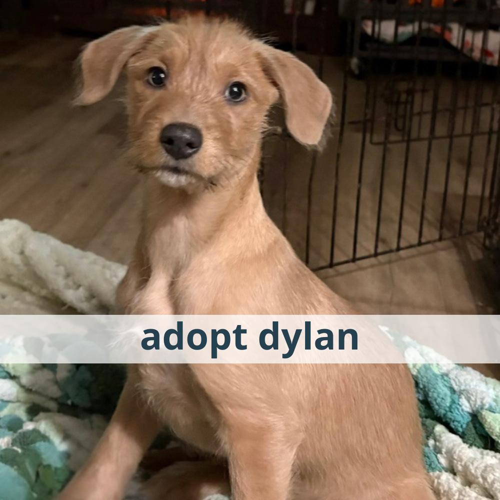 Dylan, Adoptable, Puppy Male Mixed Breed.