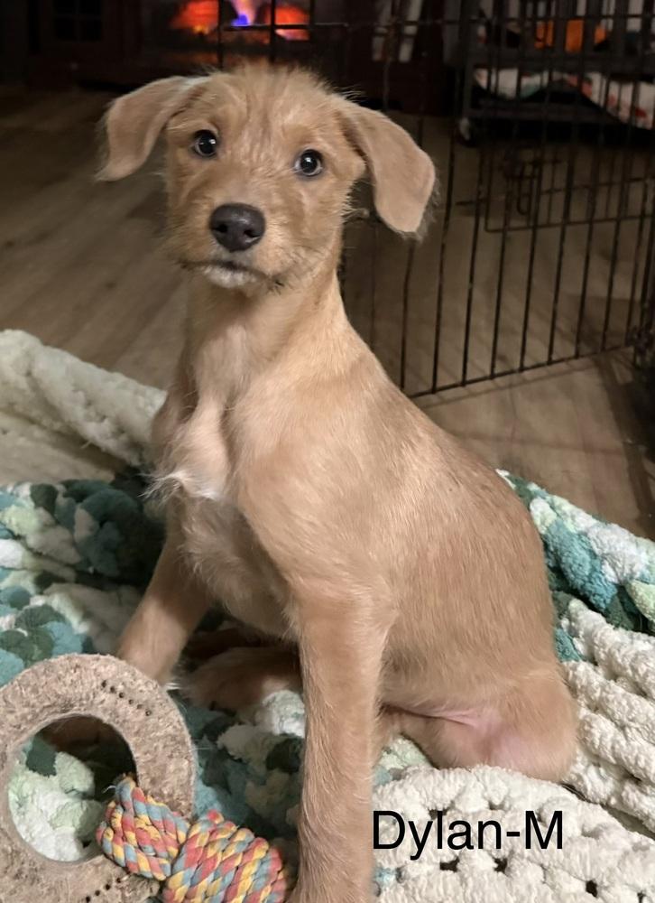 Dylan, Adoptable, Puppy Male Mixed Breed.