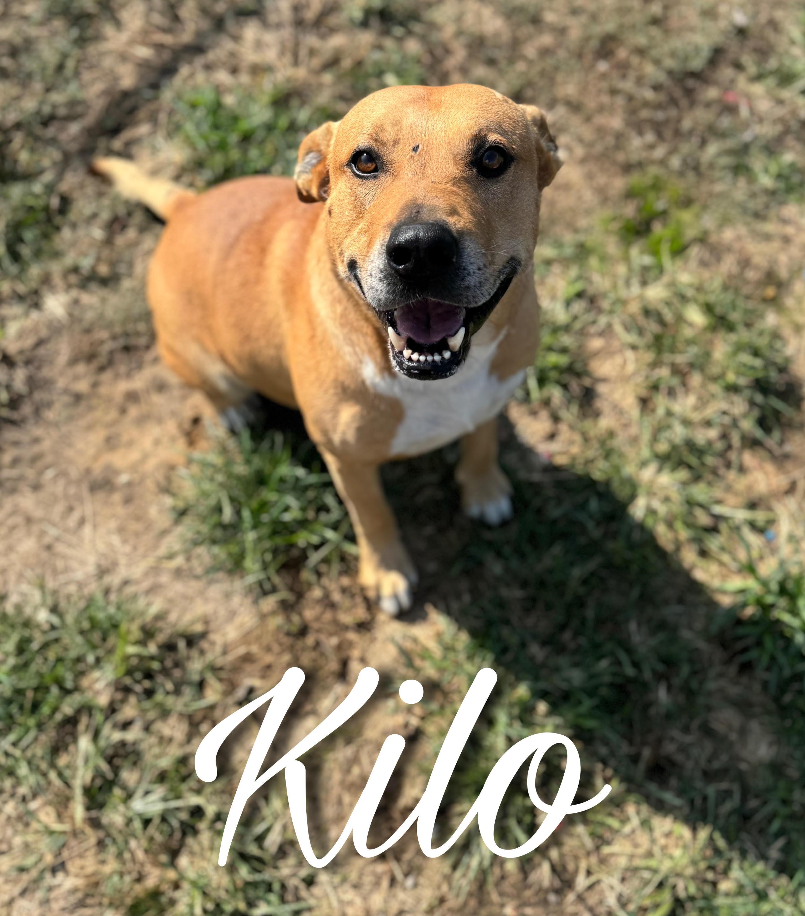 Enlarge Kilo, a Adoptable mixed breed in Sherman, TX image 1/1