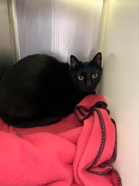 ZACH, Adoptable, Adult Male Domestic Short Hair.