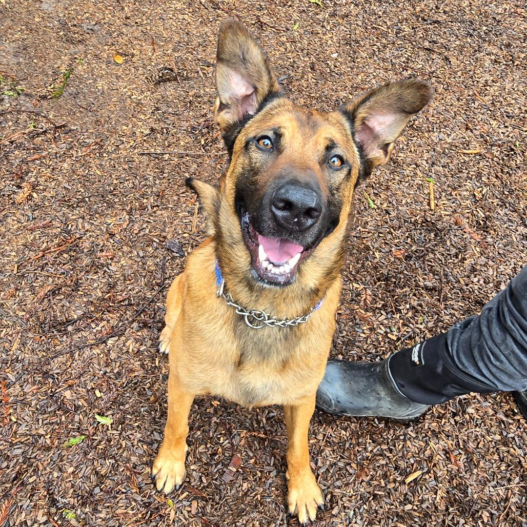Auto, Adoptable, Adult Male German Shepherd Dog & Mixed Breed.