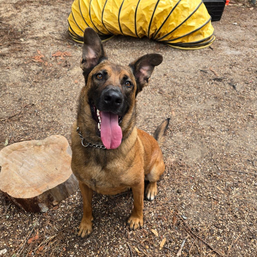 Enlarge Auto, a Adoptable mixed breed in Fort Bragg, CA image 2/6