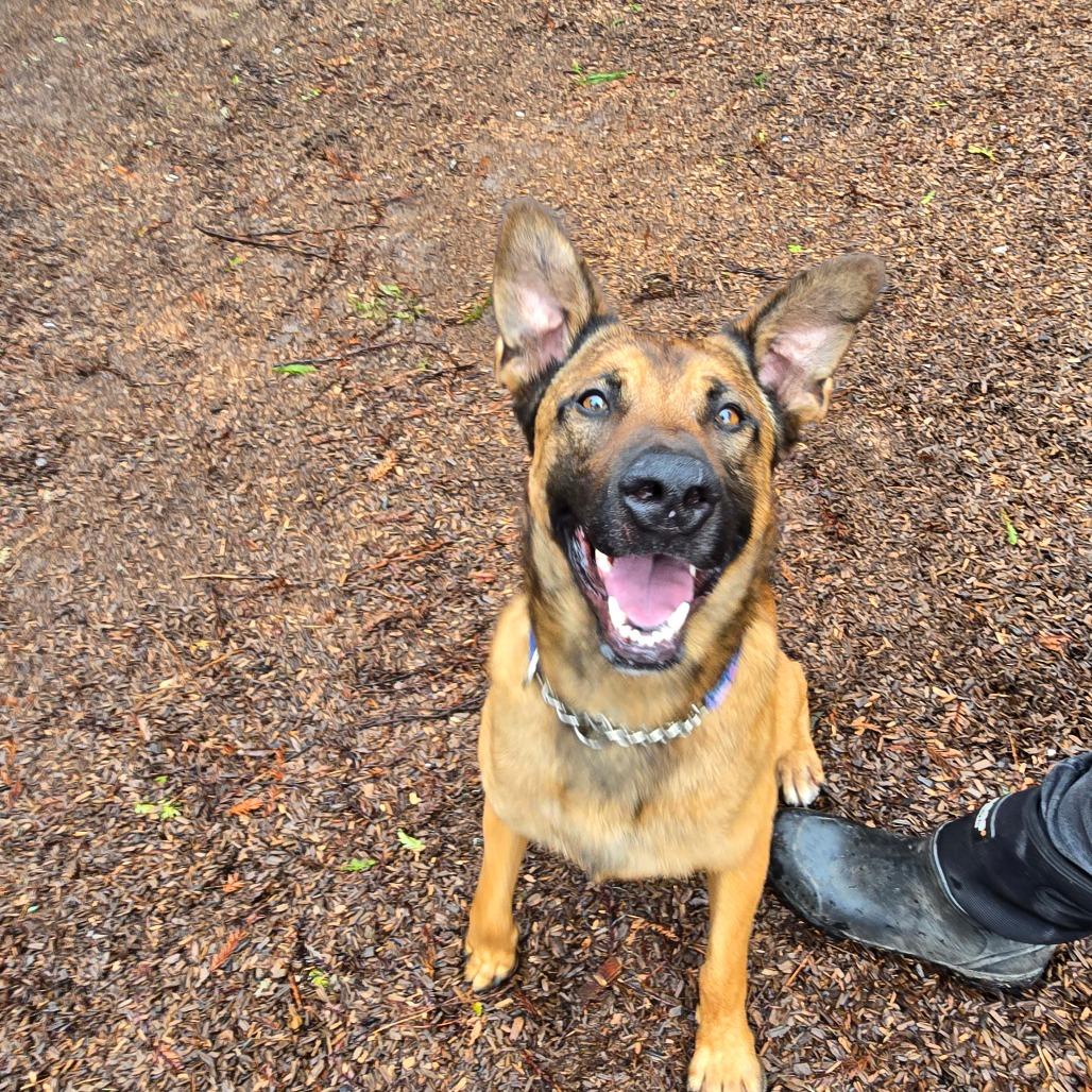 Enlarge Auto, a Adoptable mixed breed in Fort Bragg, CA image 4/6