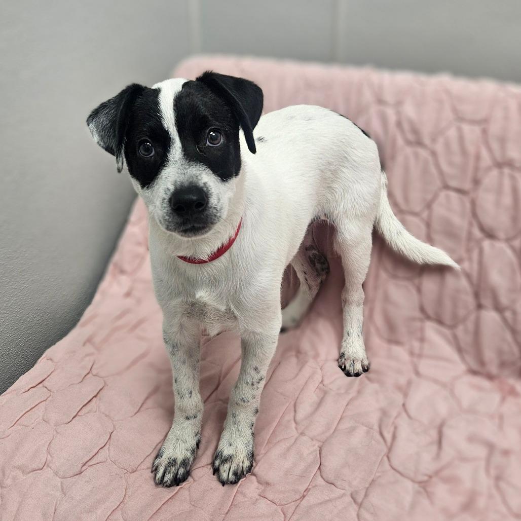 Enlarge Rodeo, a ADOPTABLE mixed breed in Monticello, IA image 1/1