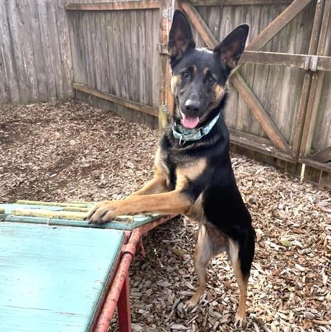 Enlarge Remy, a Adoptable mixed breed in Long Beach, WA image 5/5