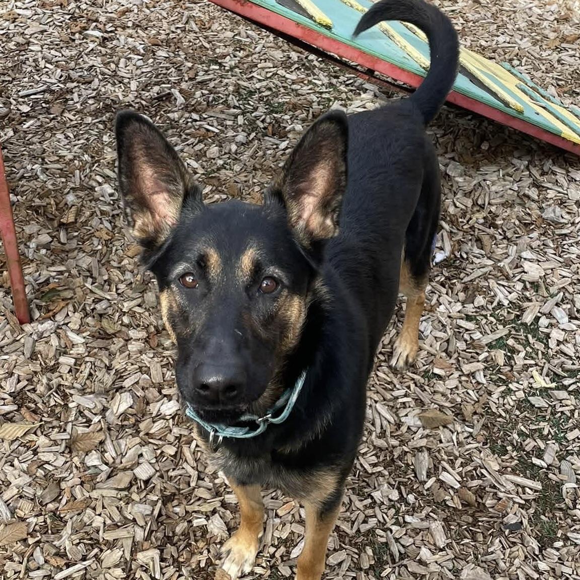 Remy, Adoptable, Young Female Belgian Shepherd / Malinois & Chesapeake Bay Retriever.