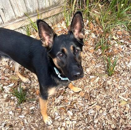 Enlarge Remy, a Adoptable mixed breed in Long Beach, WA image 2/5