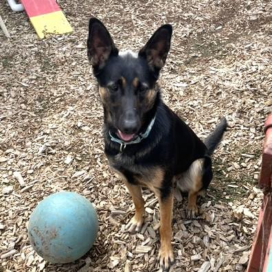 Enlarge Remy, a Adoptable mixed breed in Long Beach, WA image 4/5