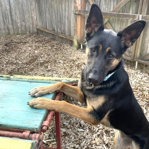 Enlarge Remy, a Adoptable mixed breed in Long Beach, WA image 3/5