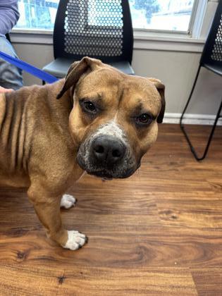 Enlarge Doug, a Adoptable Mixed Breed in Covington, LA image 1/1