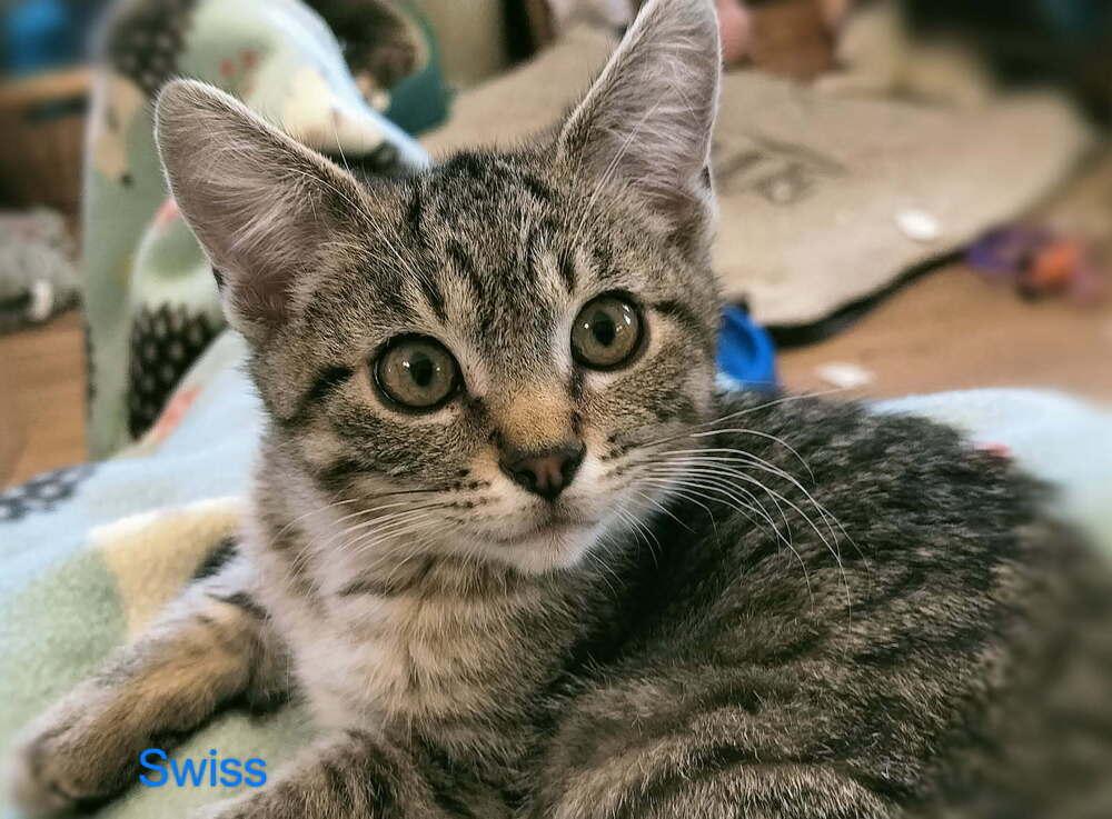 Swiss, Adoptable, Kitten Male Domestic Short Hair.