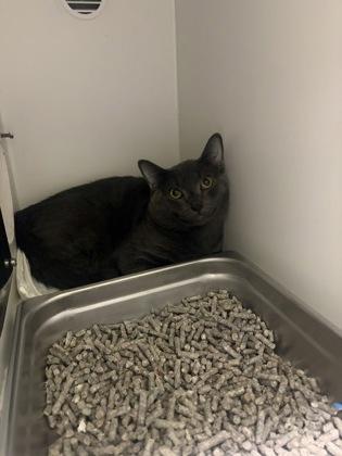 Wagner (working cat), Adoptable, Adult Male Domestic Short Hair & Domestic Short Hair.