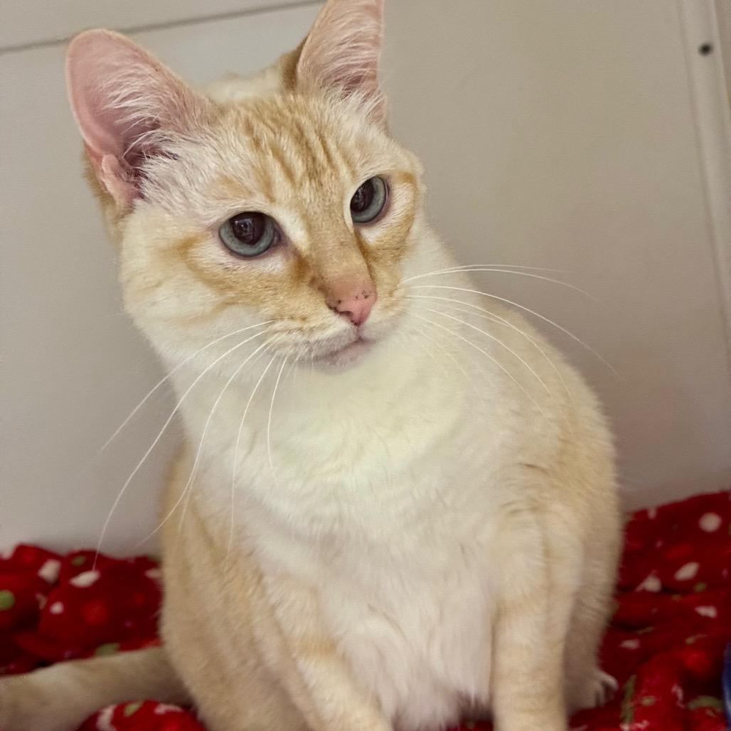 Sercha, Adoptable, Senior Female Domestic Short Hair.