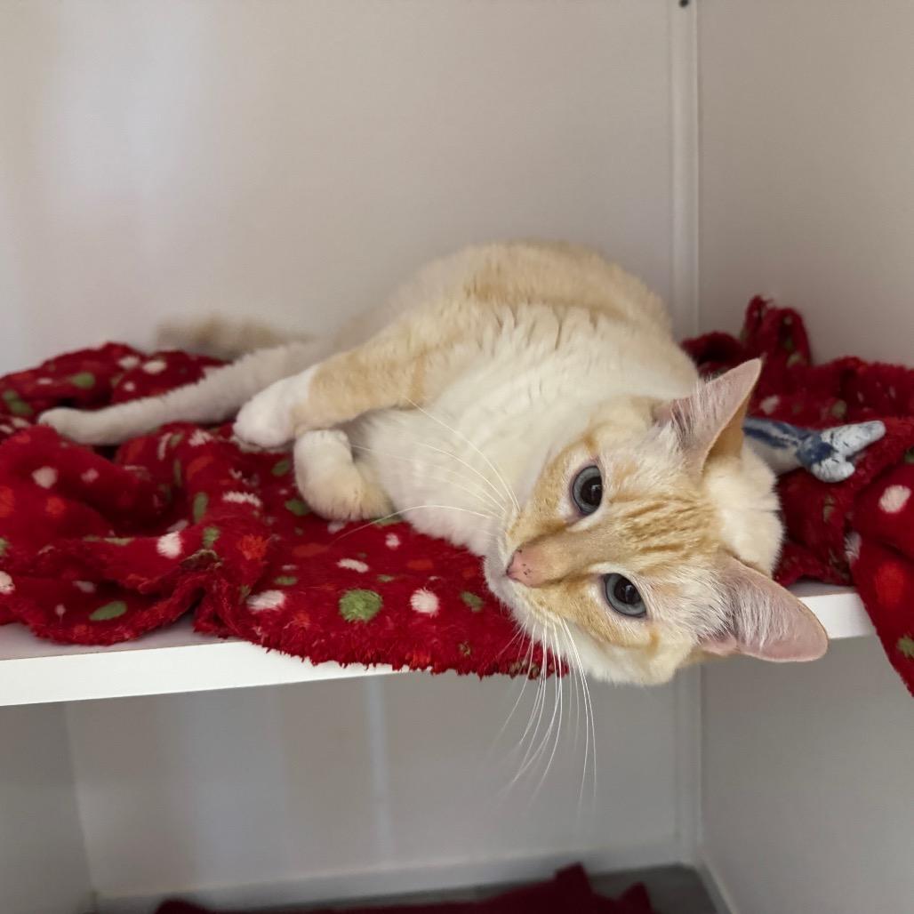 Enlarge Sercha, a Adoptable Domestic Short Hair in Port Angeles, WA image 2/6