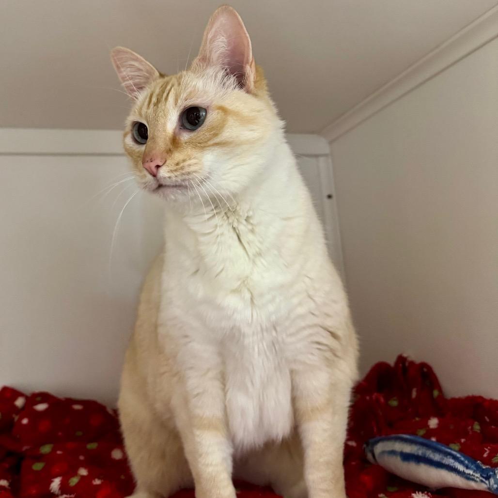 Enlarge Sercha, a Adoptable Domestic Short Hair in Port Angeles, WA image 3/6