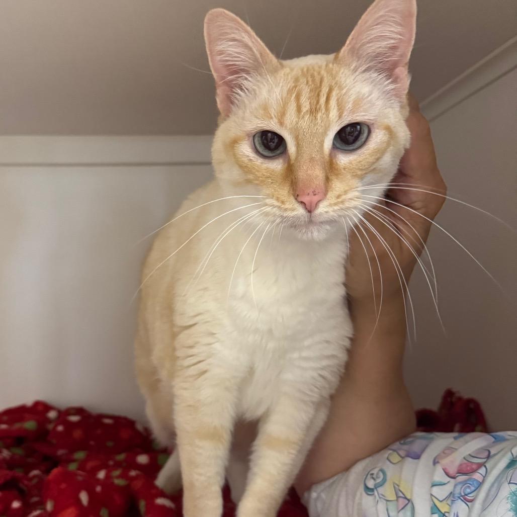Enlarge Sercha, a Adoptable Domestic Short Hair in Port Angeles, WA image 4/6
