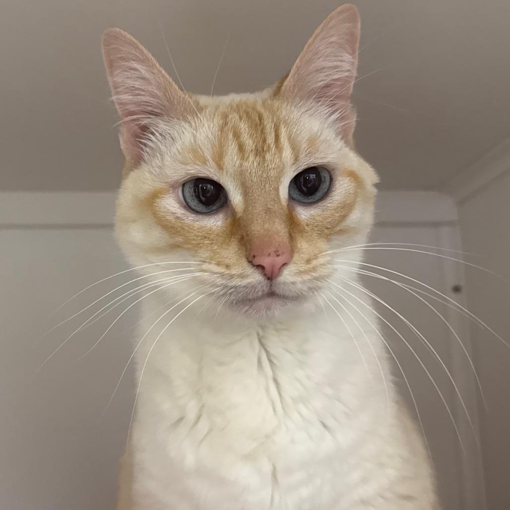 Enlarge Sercha, a Adoptable Domestic Short Hair in Port Angeles, WA image 5/6
