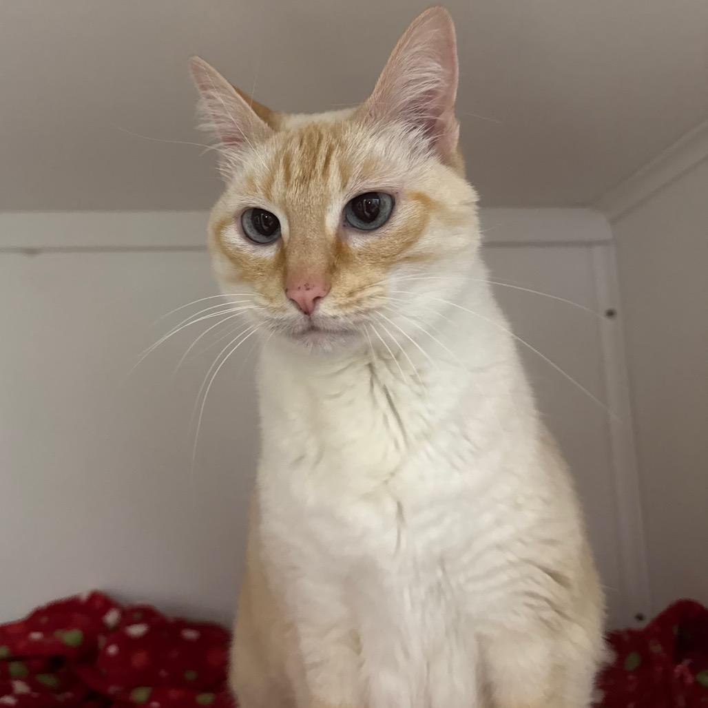Enlarge Sercha, a Adoptable Domestic Short Hair in Port Angeles, WA image 6/6