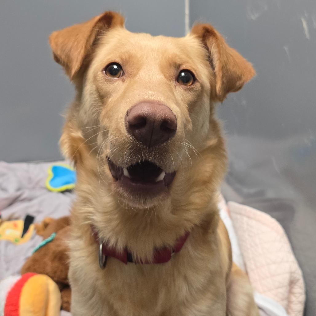 Belle, Adoptable, Adult Female Golden Retriever & Labrador Retriever.
