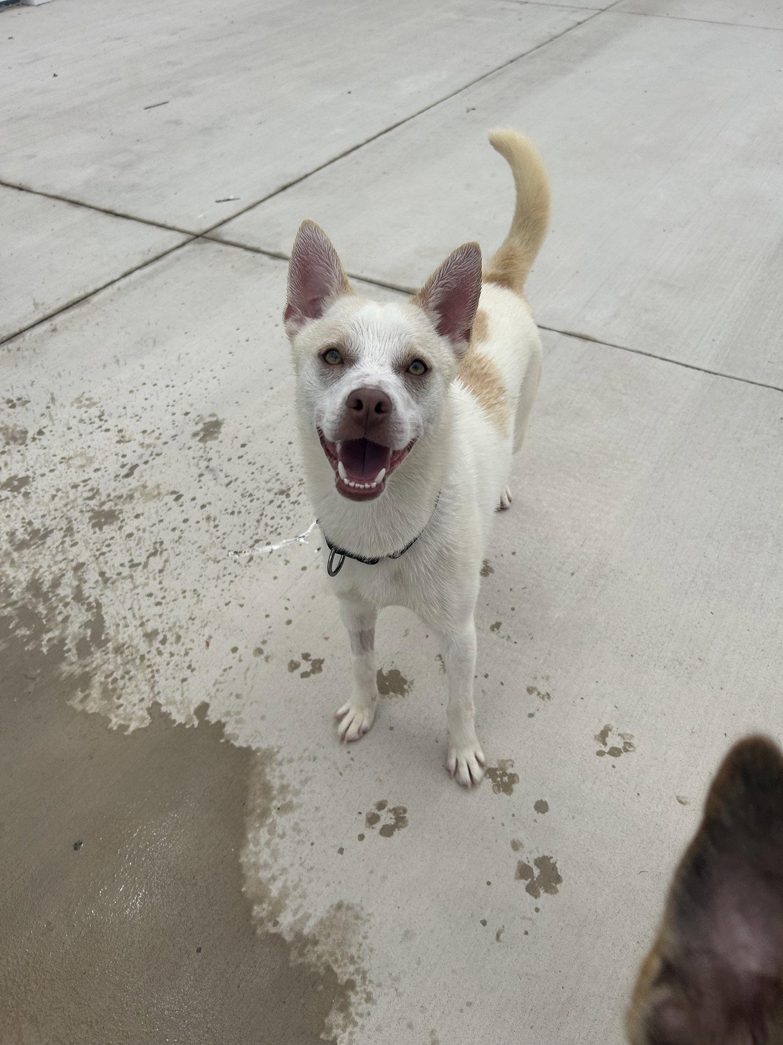 Rock, Adoptable, Young Male Boston Terrier & Pomeranian.