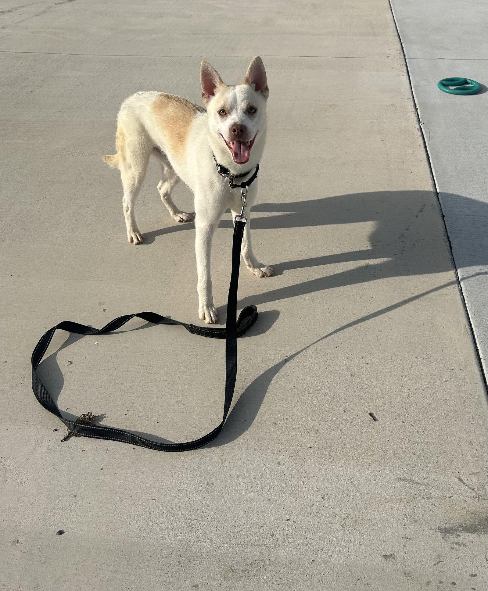 Enlarge Rock, a Adoptable mixed breed in Lancaster, PA image 1/1