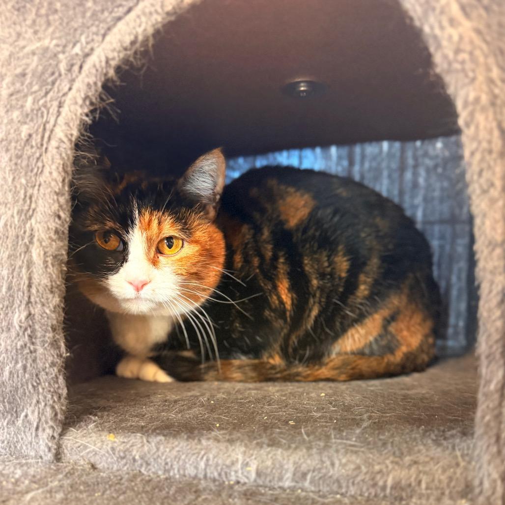 Enlarge Kai, a Adoptable Domestic Short Hair in Spanish Fork, UT image 1/3