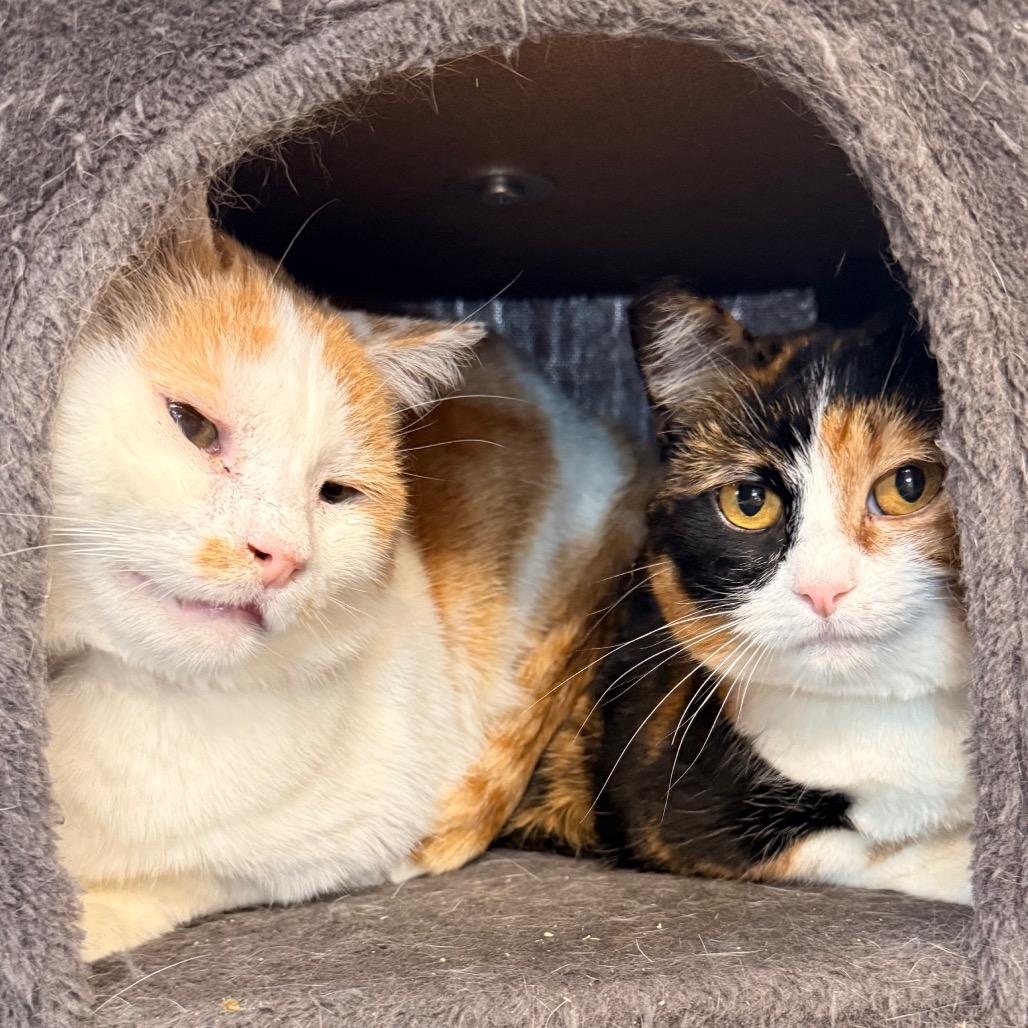 Enlarge Kai, a Adoptable Domestic Short Hair in Spanish Fork, UT image 2/3