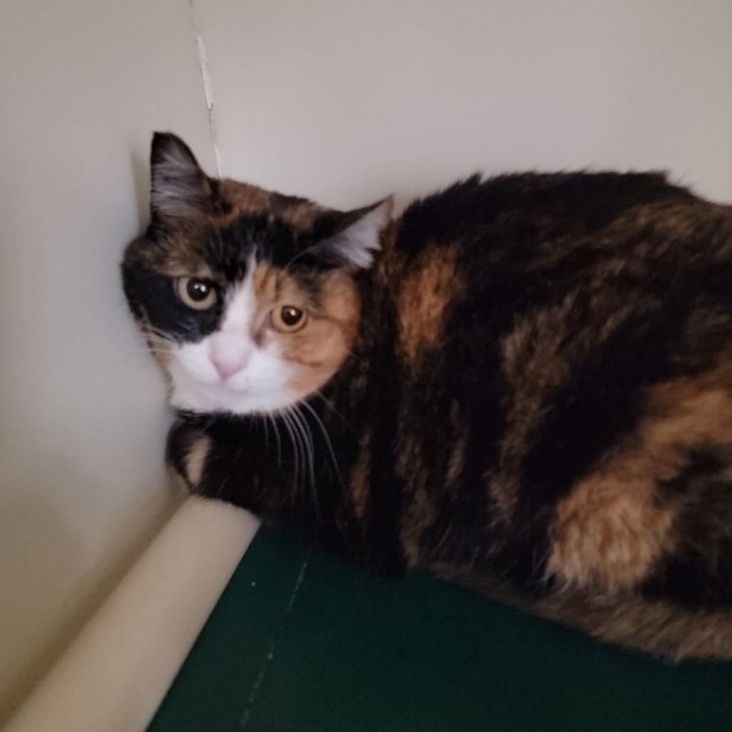 Kai, Adoptable, Adult Female Domestic Short Hair.