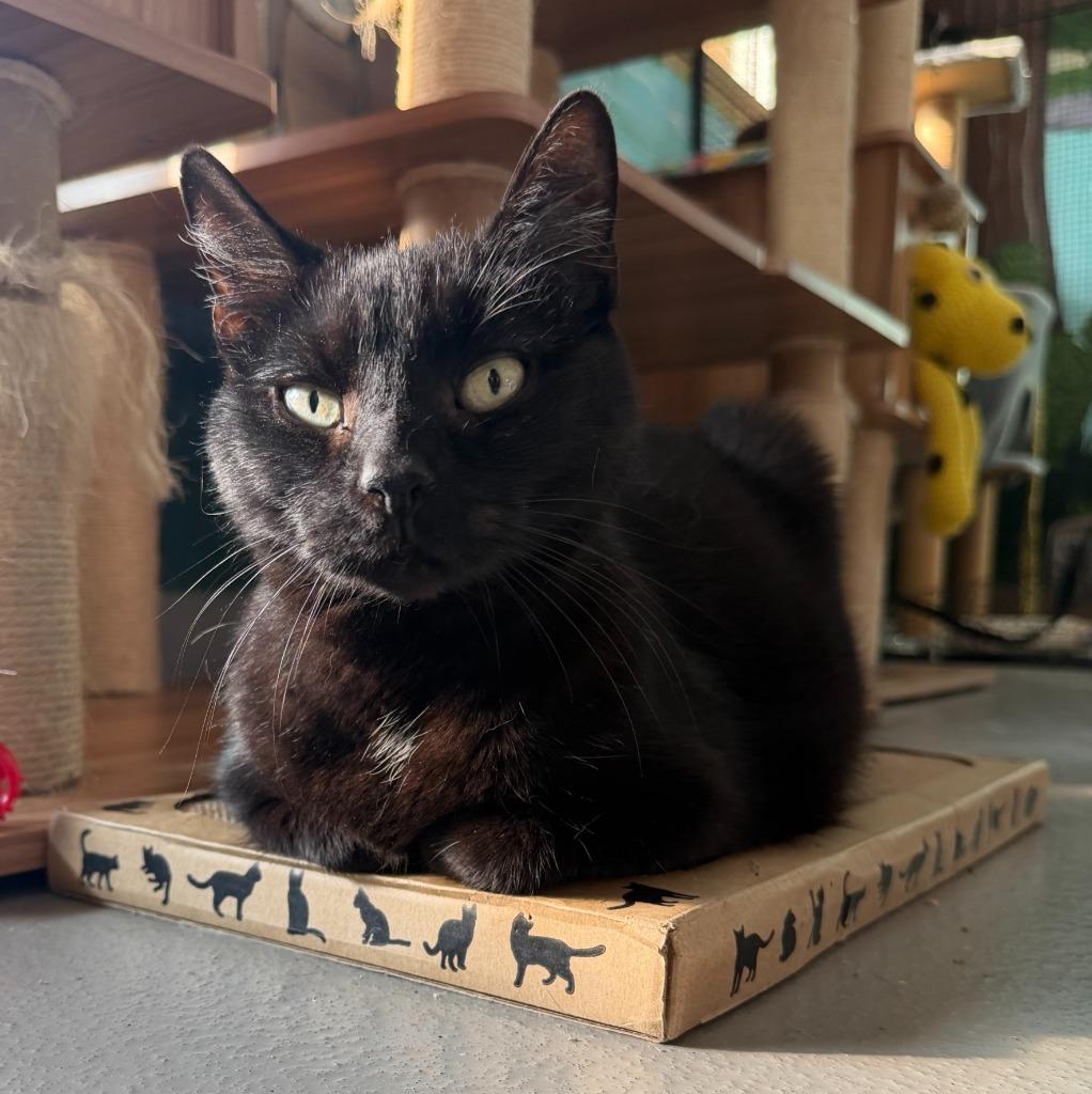 Enlarge Cosmic, a Adoptable mixed breed in Hyde Park, NY image 2/4