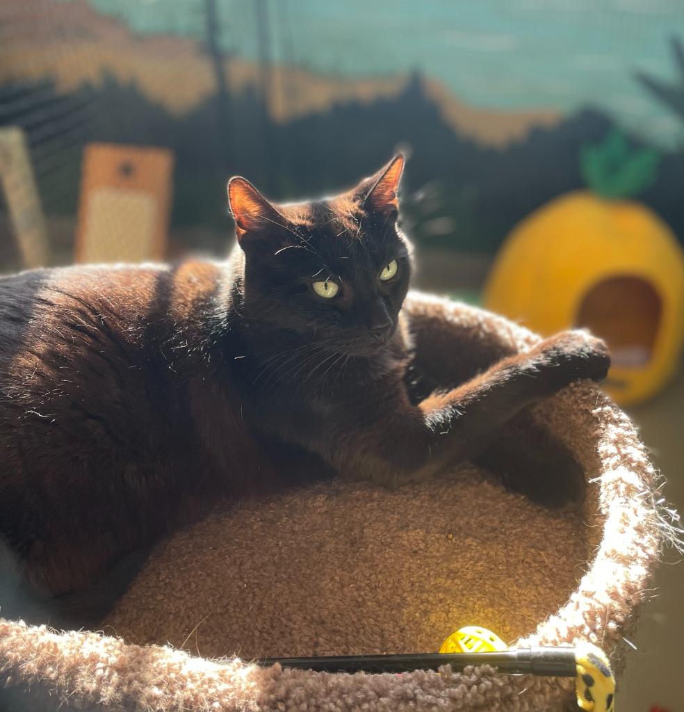 Enlarge Cosmic, a Adoptable mixed breed in Hyde Park, NY image 3/4